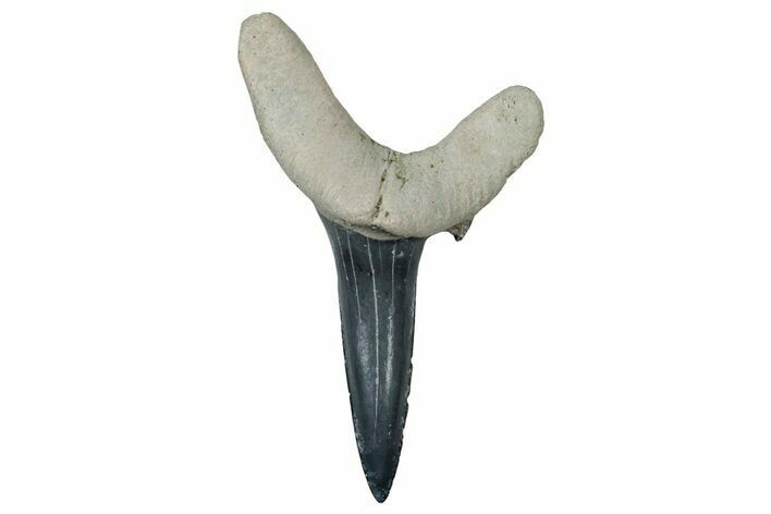 Sand Tiger Shark (Carcharias) Tooth - Bone Valley, Florida #299523